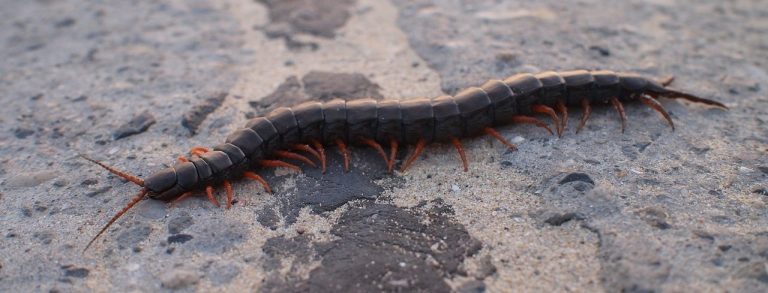 Centipede Infestation