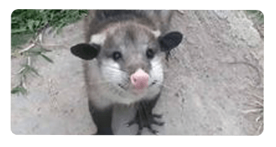 Possum Removal Kew